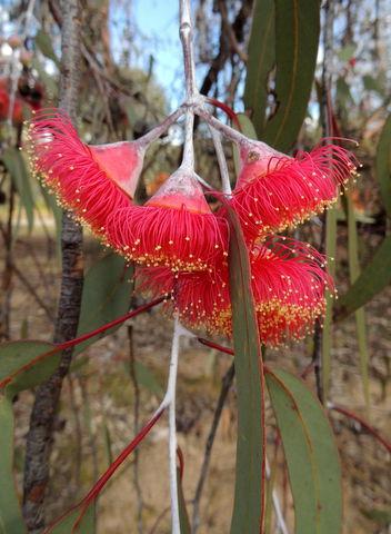 ronlit1's tweet photo. Now showing at the Euroa Arboretum #OurEuroa #EuroaArb http://t.co/trV6KrqT6N