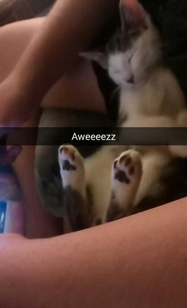 loveonce143's tweet photo. Who else has a cat that sleeps like this? #goofykitten http://t.co/fbgj7ZsaEi