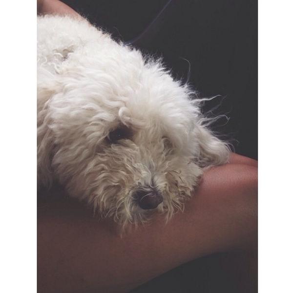 My dog is cuter than yours 😍