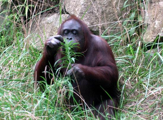 東京ズーネット 公式 Rt 黒鳥英俊職員 現 上野動物園教育普及係 の書いた オランウータンのジプシー ポプラ社 から その最終章 ジプシーとの約束 が来年度の小6国語教科書に掲載されます Http T Co Vrlggul9jm
