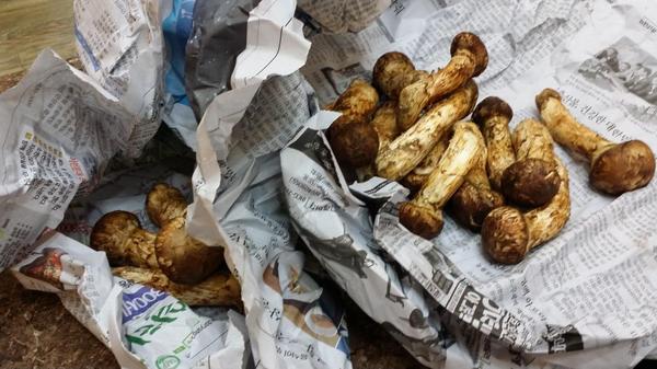 어제 일가집성촌인 원호리에서
송이취식번개팅이 있었다.
일가의 정담에, 늘 그렇듯이
송이번개팅이 소주번개팅 되었다.