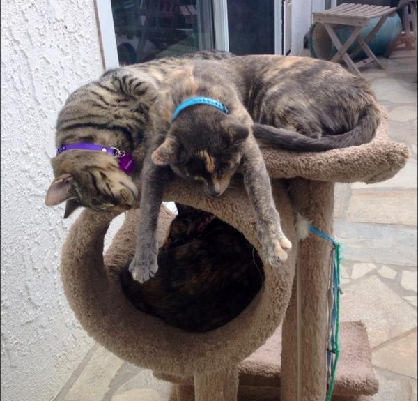 KushPanfur's tweet photo. my two sistas - Houdini n Monet after a hard night of nippin  #7kittens #nipHangover http://t.co/vGqaNXmYHR