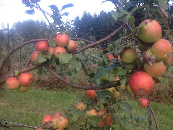 Ejaxson1's tweet photo. Picking apples for the #ApplesGetPaired dinner @capitolcider staring #VashonIsland. #DragonsHeadCider http://t.co/ZO8ArxAHlF