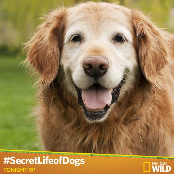 NatGeoAnimals's tweet photo. Tonight we look at man's evolutionary manipulation of dogs' appearance, talents and temperament #ScienceofDogs http://t.co/ncKOETesVG