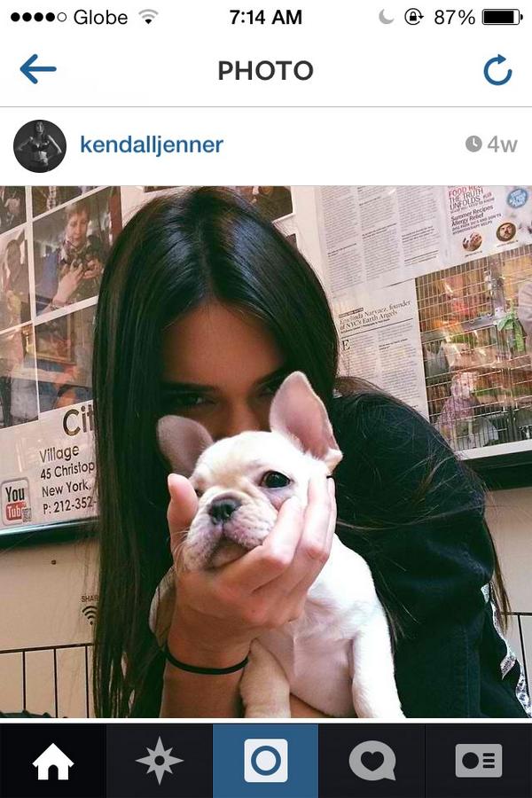 fhaye090891's tweet image. @KendallJenner i love you ;) #sameDog #frenchbulldog #fangirl