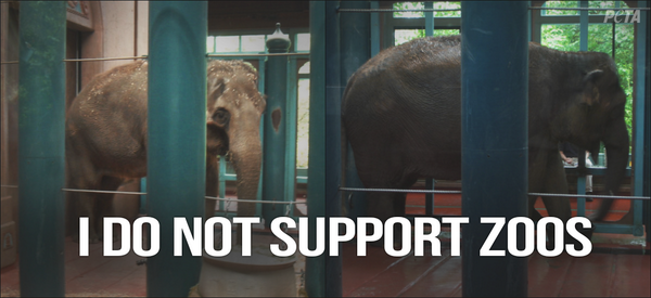 peta's tweet photo. Watoto DIED ALONE #WoodlandParkZoo. 

Save other elephants from a life of cruelty &amp; captivity! http://t.co/WC2efSOk3x http://t.co/kvuhrMo66I