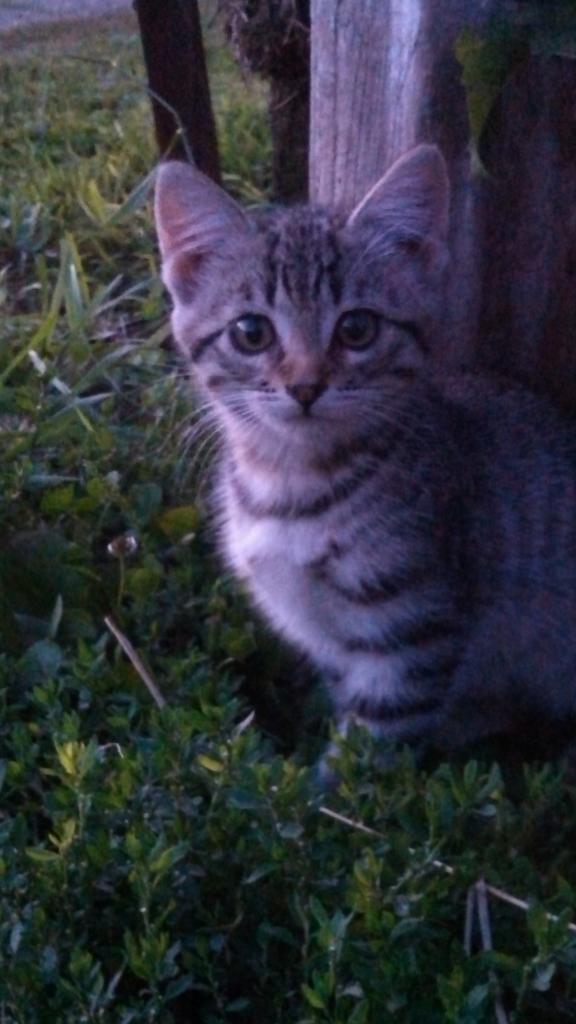 AlwaysMillaTime's tweet photo. "@Hidden_Trails: Come see me at Hidden Trails Corn Maze. Open now. http://t.co/nNx1BiJHUI" #kittyemergency @BayWilliams22 @ChrisNlsn