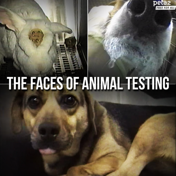 RT if you wish every person had to look into a suffering creature's eyes before supporting animal testing.