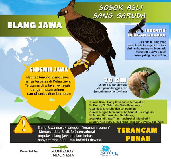O Xrhsths Mongabay Indonesia Sto Twitter Infografis Elang Jawa