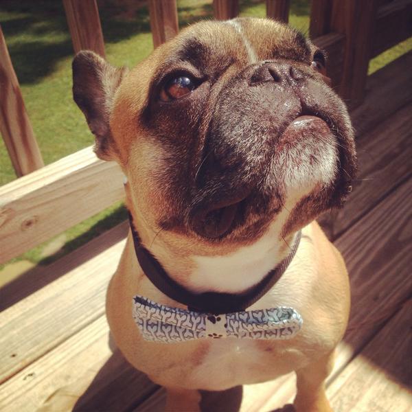 Wearing my new bow tie from <a href="/PWholesome/">PawsitivelyWholesome</a>