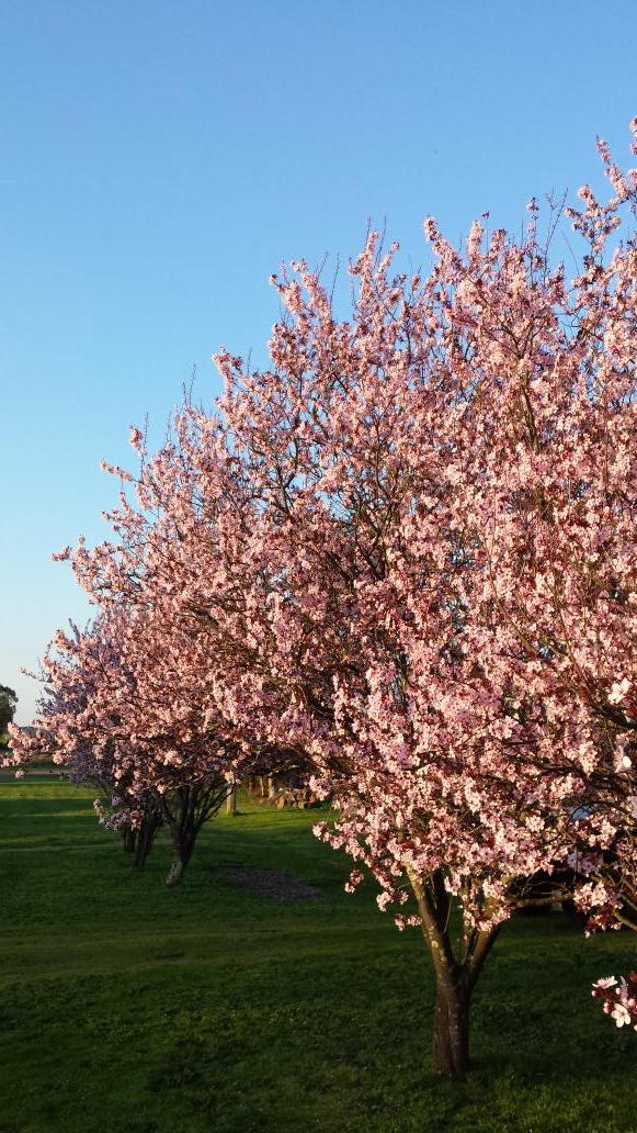 Beautiful spring day <a href="/1865BnB/">birregurra1865bb</a>