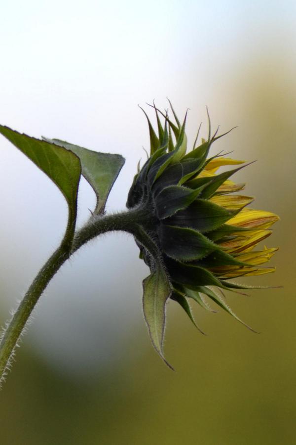 Countrypad's tweet image. Sunflowers in September at Felin Newydd House #Countrypad #SouthWales
