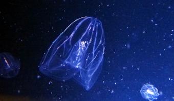 東京ズーネット 公式 くしの日 といえば有櫛動物 確信 クラゲ的な生物 刺胞動物門 いわゆるクラゲ 有櫛 ゆうしつ 動物門 軟体動物門のゾウクラゲ 等 葛西臨海水族園では以前 有櫛動物カブトクラゲを展示していました Http T