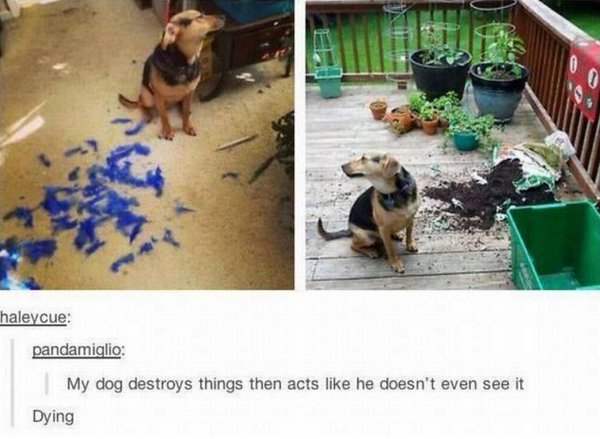 He might be the coolest dog I've ever seen.