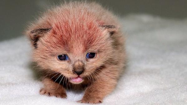 Cat fosterers needed. Can you help? skratchmyback.com/jobs/view/id/1…
#cats #catsprotection #volunteer #help #charity