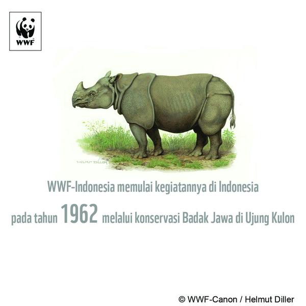 "<a href="/WWF_ID/">Yayasan WWF Indonesia</a>: Untuk tahu lebih lanjut tentang konservasi Badak Jawa dapat kunjungi bit.ly/1r5dAfL "