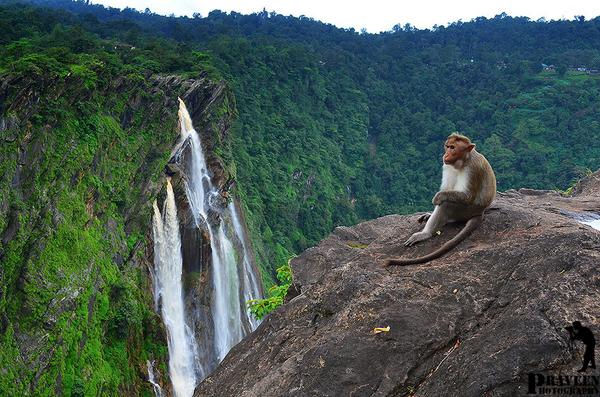 indiainpix's tweet photo. A side profile of a demure model seated by the 253m Jog Falls, Sharavati River ~ #Sagara, #Karnataka (Pic:PB Praveen) http://t.co/ZGIAr6MKTt