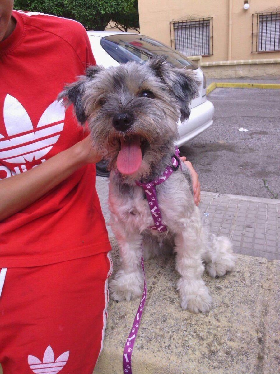 alejandrojc92's tweet photo. Se busca dueñ@ para esta perrita. Tiene entre 2 y 3 años de edad. Es muy buena, cariósa y dócil. Está bien educada. http://t.co/sdS7PFkmhq