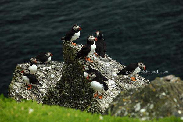 wildatlanticway's tweet image. Lovely image ... RT @TrishPunch
Puffins on the Skelligs #Kerry #wildatlanticway @Irishwildlife