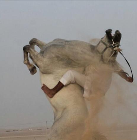 احذر  شد اللجام اذا كان الجواد بهذه الحاله