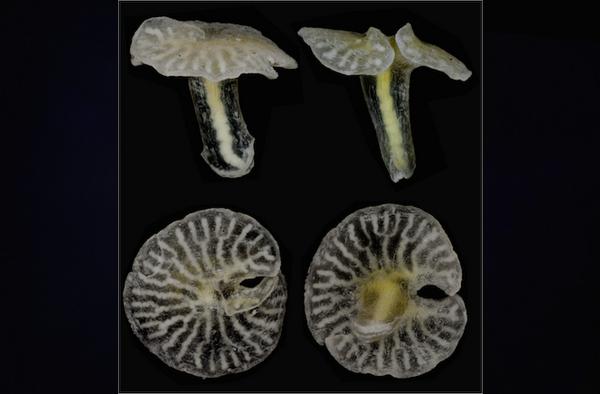 Seeker's tweet photo. New Mushroom-Shaped Animals Found in Deep Sea: http://t.co/TvZtZVgabL http://t.co/dUsmMNxk7s