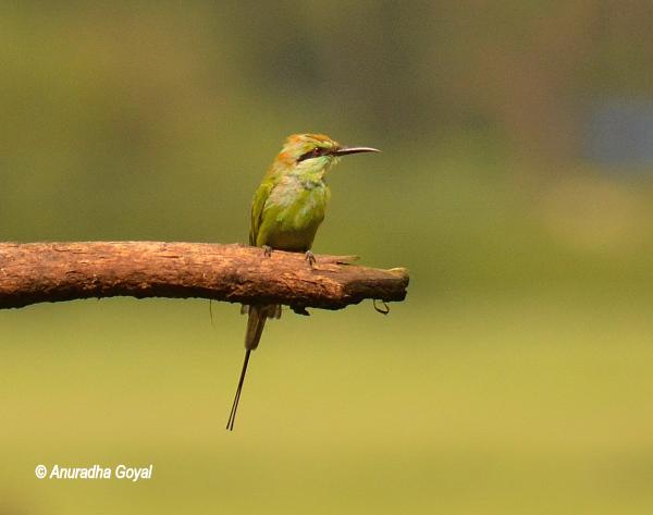 Green Bee-eater #Panaji #Goa #birds #india #birdsofGoa @TourismGoa