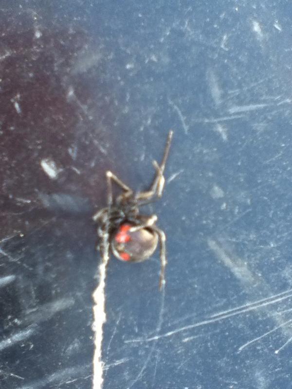 justenferguson's tweet photo. Good morning surprise that was two feet away from me in a pit at work! #blackwidow #blackwidowbaby #eeebbyjeebies http://t.co/4jEwlXhDgl