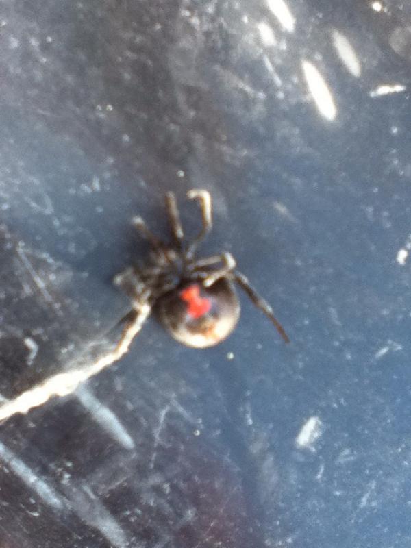 justenferguson's tweet photo. Good morning surprise that was two feet away from me in a pit at work! #blackwidow #blackwidowbaby #eeebbyjeebies http://t.co/4jEwlXhDgl