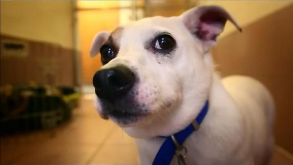 petsukofficial's tweet photo. Concerned about your dog's weight? Book a free weight check &amp; nutrition consultation> http://t.co/nz78fqn6lX #pogdogs http://t.co/Kzi7eGkZ9j