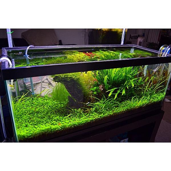 Akvaristan's tweet photo. #akvaristan #aquarium #akvaryum #aquarien 20 gallon long nature aquarium #ada #aquadesignamano #natureaquarium #p... http://t.co/o3Rh3JCXac
