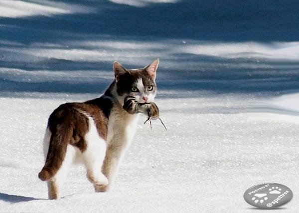 hugo4de's tweet photo. MOL @nwmeeows found @nwnews RT @Spettrox: 🐾  The Prey  🐱 ツ ⭐ http://t.co/7GTbYZmPts
@masterkillercat @rkeuper @Crispi66 @LidiaPhilema #jrn4