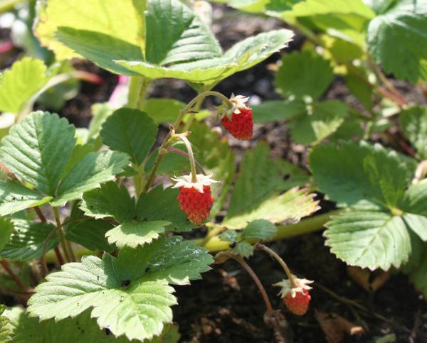 Gezaaid in maart en nu eindelijk klaar. Snoepjes uit de tuin #bosaardbei