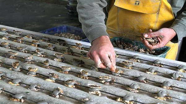 Polyway_Fr's tweet photo. http://t.co/ijjLLGnFwR

#ostréiculture #mortalités #hérault #subventions http://t.co/OKiEeTpRDU