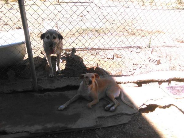 Rufopato's tweet photo. PANCHO y GLADIS, 2 amores, necesitan un hogar, llevan mucho esperando su oportunidad. Si no puedes adoptar, DIFUNDE!! http://t.co/cWmvnM0qJ2