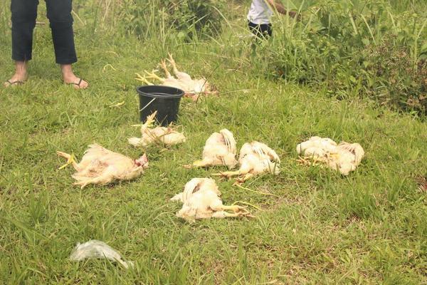 Ayam yg sudah dipotong siap untuk dorebus <a href="/TSM_014/">STIE TRISAKTI  2014</a>