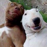 RT <a href="/dietmar_schulte/">Dietmar Schulte</a>: "Schlechte Produkte konvertieren nicht" verdient auch ein Tierselfie  #cs14