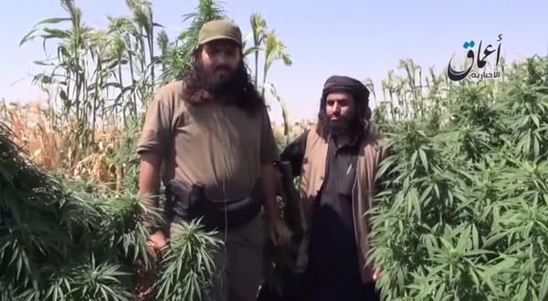 GrowLandiaOFI's tweet photo. Impresionante campo de #marihuana es destruido por grupos radicales sirios (VÍDEO) - http://t.co/zAv0oGY6bg http://t.co/DTZXz6QSZH
