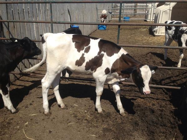 Benbie LRR Olympian Bridgette at 2525 GTPI is #4 RC in the world! Selling as lot 3 in the Planet Holstein Sale Oct 2