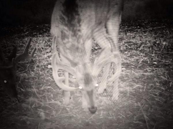 DokOkley's tweet photo. What do you think shooter yes or no? @riskeoutdoors @HotchkinStetson @TheCrushTV @SWEAT_N_BULLETZ @tboneoutdoors http://t.co/FTRh3NDZys