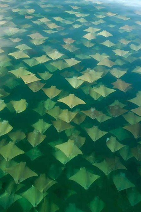 RT @coreyspowell: Migrating swarm of stingrays (a "fever" of rays). Not Photoshop Not Escher. http://t<a class="tags" target="_blank" title="On Twitter" href="/?out=eyJ0eXAiOiJKV1QiLCJhbGciOiJIUzUxMiJ9.eyJpYXQiOjE3MjM4NzY2ODYsImlzcyI6InR3cG9ybnN0YXJzLmNvbSIsIm5iZiI6MTcyMzg3NjY4NiwiZXhwIjoxNzU1NDEyNjg2LCJyZWRpcmVjdF91cmwiOiJodHRwczovL3R3aXR0ZXIuY29tL2NvcmV5c3Bvd2VsbCJ9.czYhsefBLXoGkmkMjyT9PYlwcyZnGm4OAA5vgmHsVmki3FMzMcFwbzrfxcKO9E-QBH8-Yst22-qk3ZvZetmweg">@coreyspowell</a><a href="/tag/tbt"class="tags"><span>#tbt</span></a>