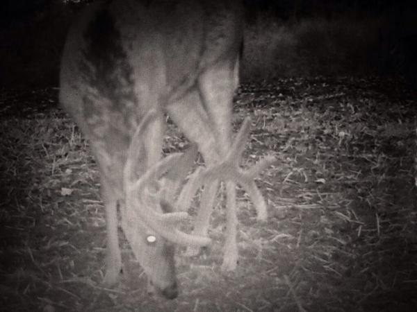 DokOkley's tweet photo. What do you think shooter yes or no? @riskeoutdoors @HotchkinStetson @TheCrushTV @SWEAT_N_BULLETZ @tboneoutdoors http://t.co/FTRh3NDZys