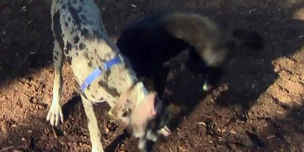 GloboNews's tweet image. Você tem fome de quê? Cão passa por cirurgia nos EUA após devorar 43 meias: glo.bo/1rOhNel