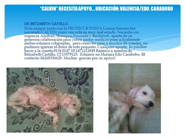 ProvidenceH41's tweet photo. @maxarmoza @FUNDACIONHUELLI LOS PERROS DE RAZA NO ESTAN EXENTOS DEL ABANDONO: CALVIN, en Mariara, requiere apoyo: http://t.co/5wtRTeFGGI