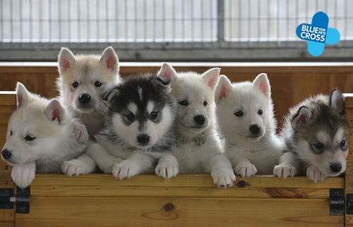 DogRescue2014's tweet photo. #UK Loving homes needed for 9 abandoned #Husky puppies at Blue Cross animal rescue in #Thirsk http://t.co/zwzMwzRUkr http://t.co/vCBxJY5ld8