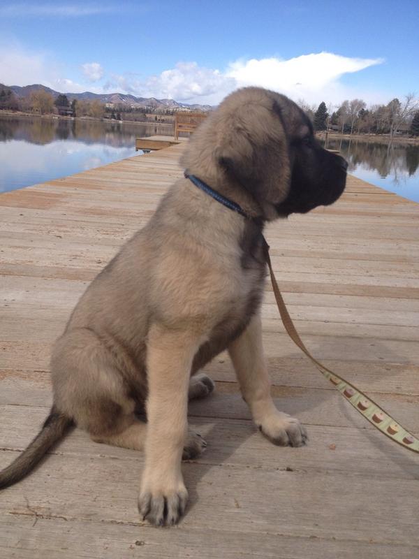 DenverUnleashed's tweet image. One of our favorites! #tbt