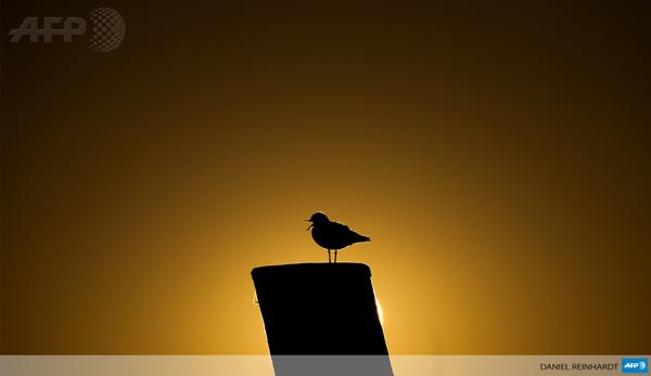 afpfr's tweet image. [CORRIGE] #instantané Une mouette au lever de soleil sur le port de Hambourg, nord de l&apos;Allemagne #AFP
