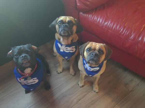 PetsFurYES's tweet photo. Puggles for #YES and proud.  http://t.co/t9R07KRnKV #indyref #VoteYes #voteyesunity #YesPet #IndyPet http://t.co/W9ne3mqY42