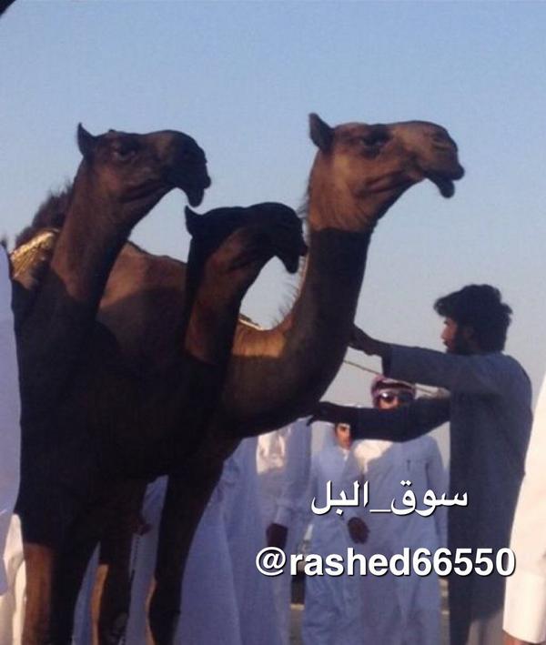 okk529's tweet photo. "0: حصري :: الدويله فراعه الذاير ✨ http://t.co/lFvO5nEXqL"
