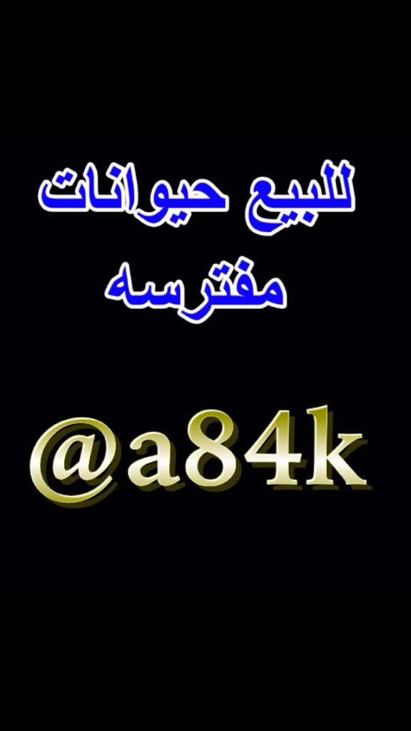 دعم المغردين tweet media