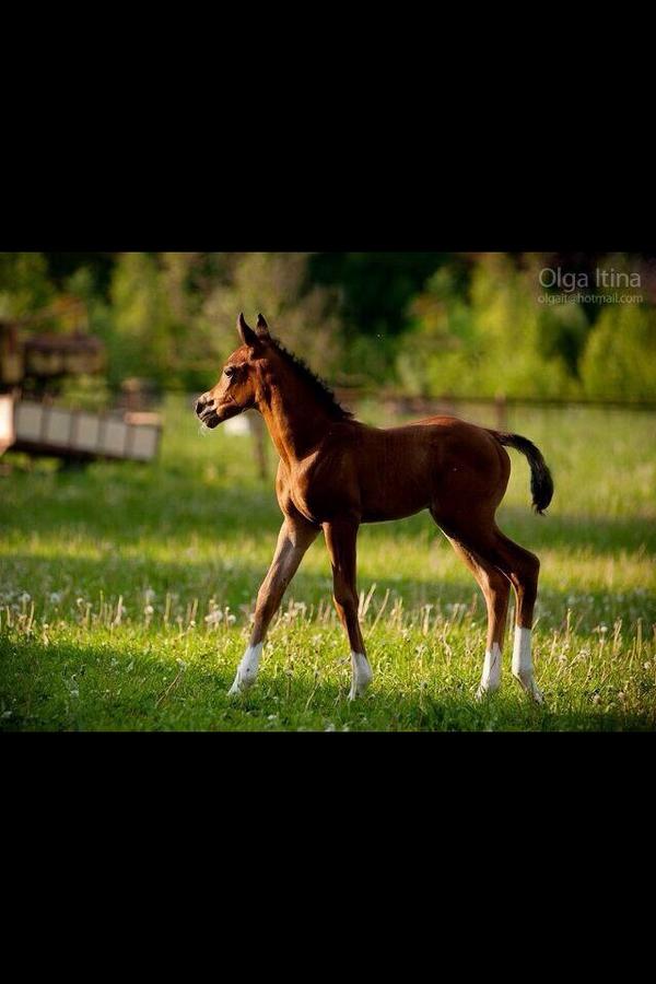 HorsesFact's tweet photo. Goodnight 👌😁 #HFact http://t.co/OTZUFPepXq